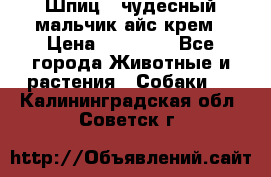 Шпиц - чудесный мальчик айс-крем › Цена ­ 20 000 - Все города Животные и растения » Собаки   . Калининградская обл.,Советск г.